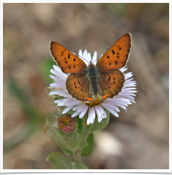 Purplish Copper male